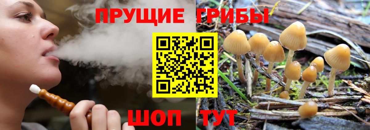 Псилоцибиновые грибы Psilocybe Мурино