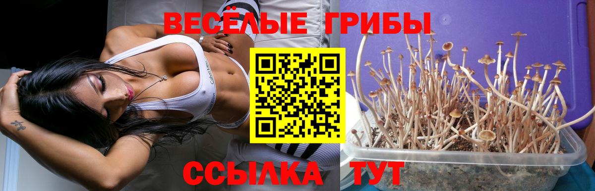 Псилоцибиновые грибы Psilocybe  Вход с VPN  Мурино 